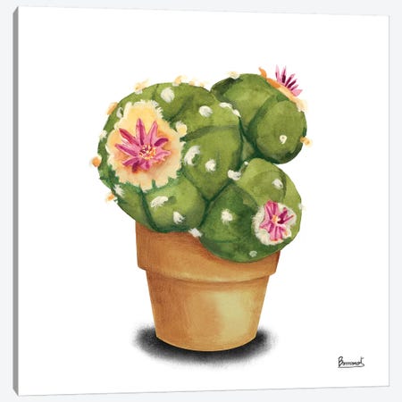 Cactus Flowers VII Canvas Print #BNR8} by Bannarot Art Print