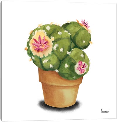 Cactus Flowers VII Canvas Art Print