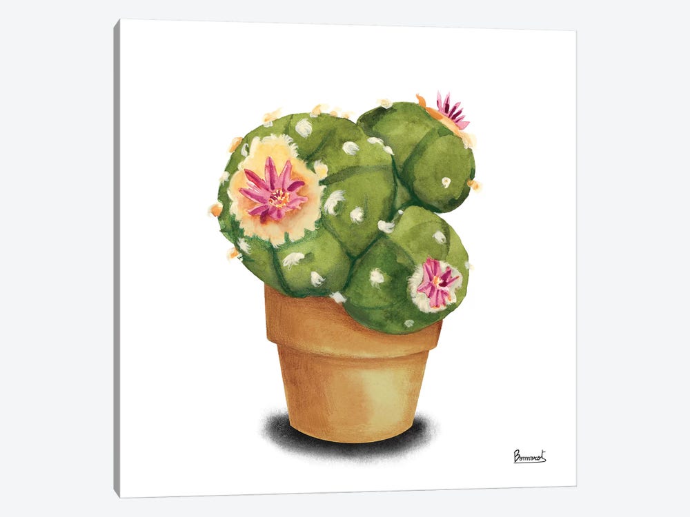 Cactus Flowers VII by Bannarot 1-piece Canvas Wall Art
