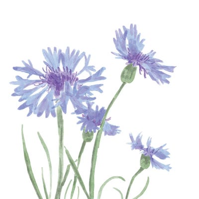 Wildflower Group IV by Bannarot gallery poster