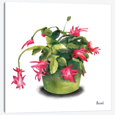 Cactus Flowers VIII Canvas Print #BNR9} by Bannarot Canvas Art Print