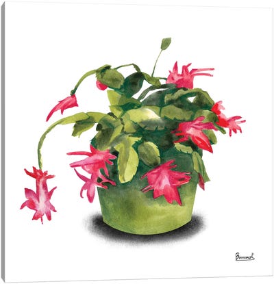 Cactus Flowers VIII Canvas Art Print