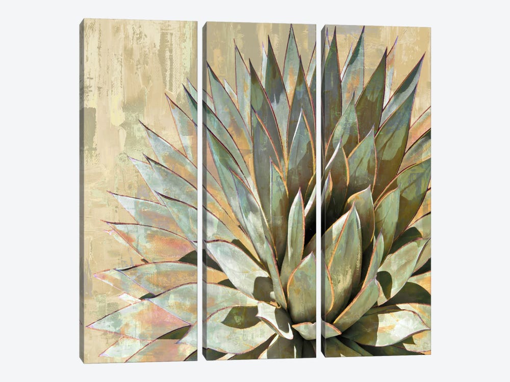 Succulent I by Lindsay Benson 3-piece Canvas Wall Art