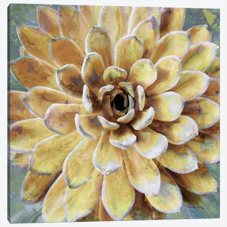 Succulent II Canvas Print #BNS2} by Lindsay Benson Canvas Art