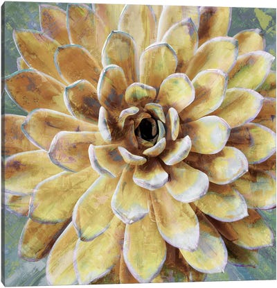 Succulent II Canvas Art Print - Floral Close-Up Art