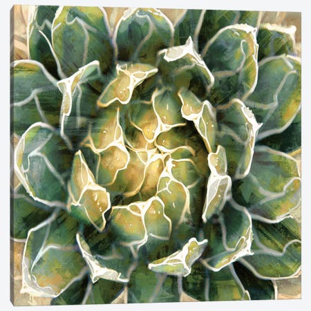 Succulent III Canvas Print #BNS3} by Lindsay Benson Canvas Artwork
