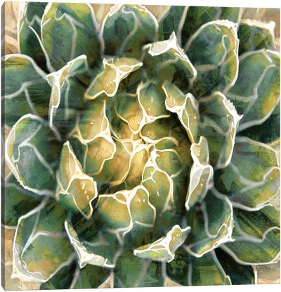 Succulent III Canvas Art Print