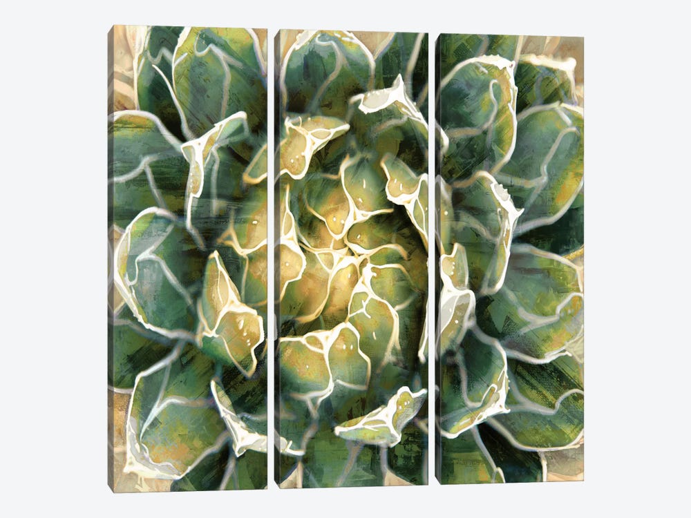 Succulent III by Lindsay Benson 3-piece Canvas Wall Art