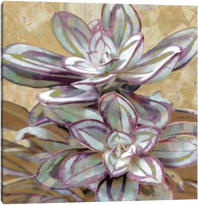 Succulent IV Canvas Art Print - Spa