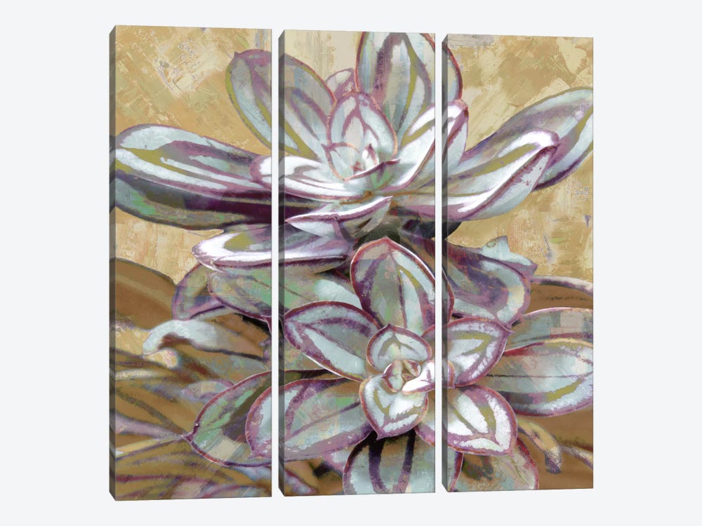 Succulent IV by Lindsay Benson 3-piece Canvas Art Print