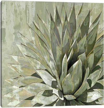 Succulent V Canvas Art Print