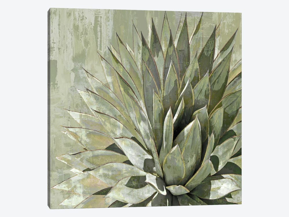 Succulent V by Lindsay Benson 1-piece Canvas Artwork