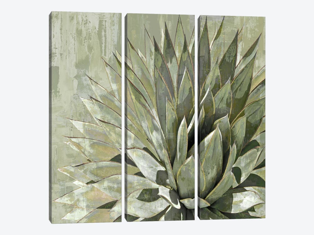 Succulent V by Lindsay Benson 3-piece Canvas Wall Art