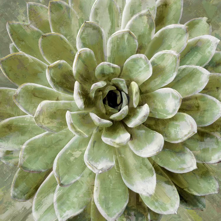 Succulent VI