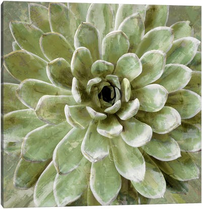 Succulent VI Canvas Art Print - Floral Close-Up Art