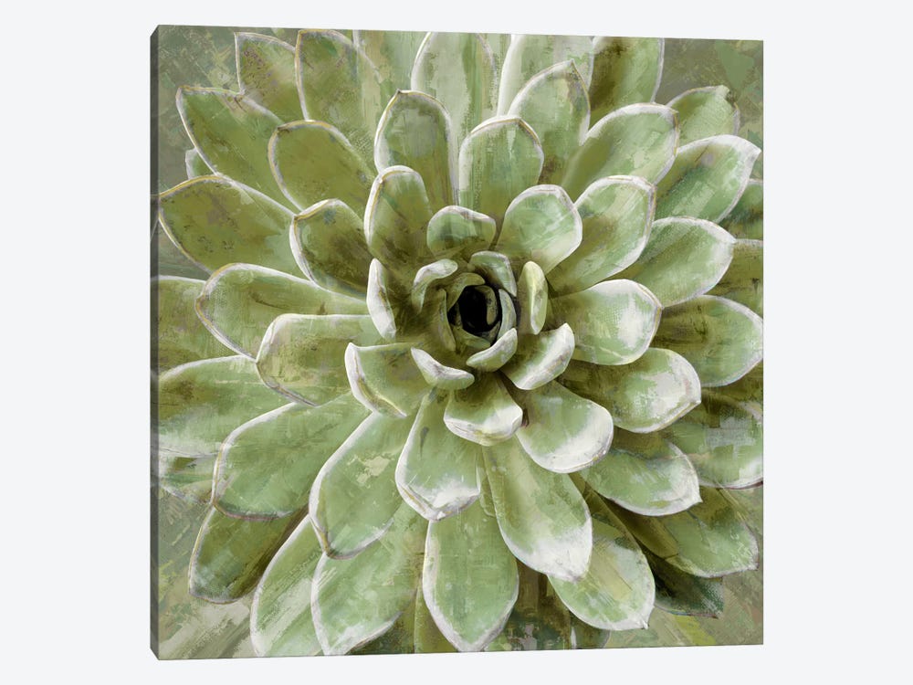 Succulent VI by Lindsay Benson 1-piece Canvas Print