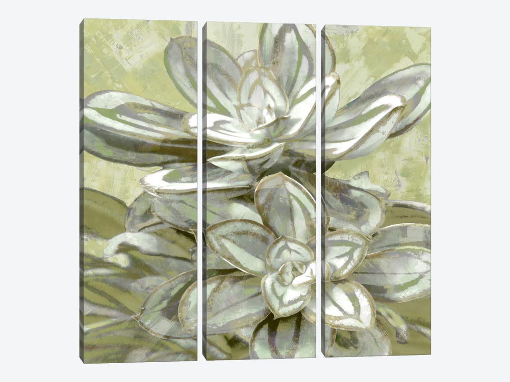 Succulent VIII by Lindsay Benson 3-piece Canvas Print
