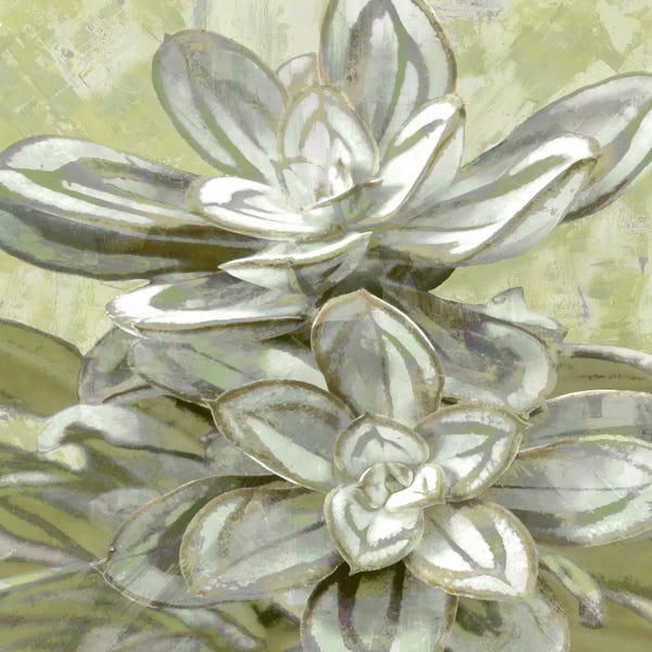 Succulent VIII