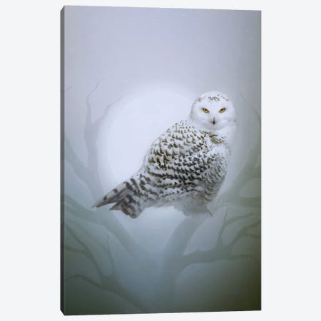 Snow Owl Canvas Print #BNT42} by Bente Schlick Canvas Wall Art