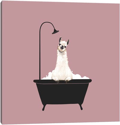 Llama In Bath Tub Canvas Art Print - Black & Pink