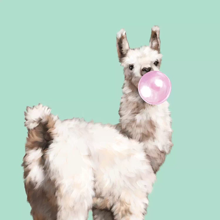 Baby Llama Blowing Bubble Gum