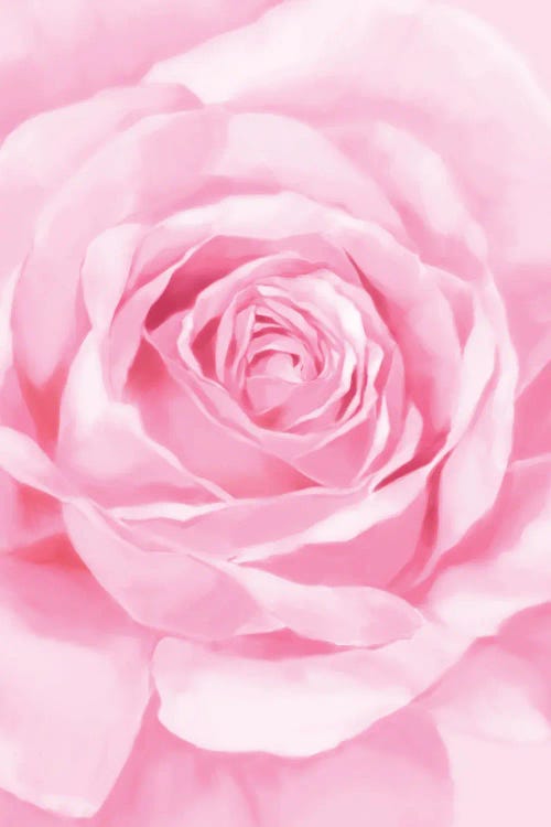 Pastel Pink Rose by Big Nose Work wall art