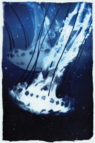 Jellyfish: Indigo Jellyfish by 33 Broken Bones