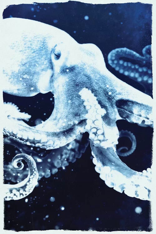 Indigo Octopus