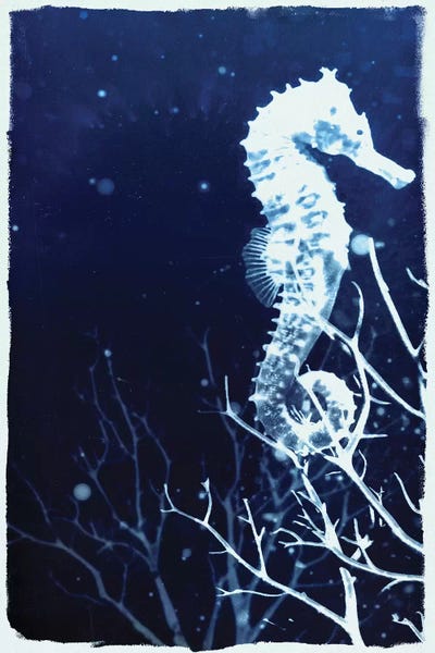 Seahorses: Indigo Seahorse by 33 Broken Bones