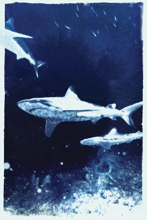 Indigo Sharks