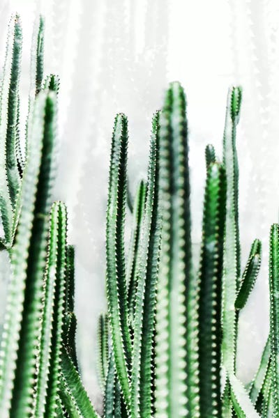 Cacti: Cactus IV by Mareike Böhmer