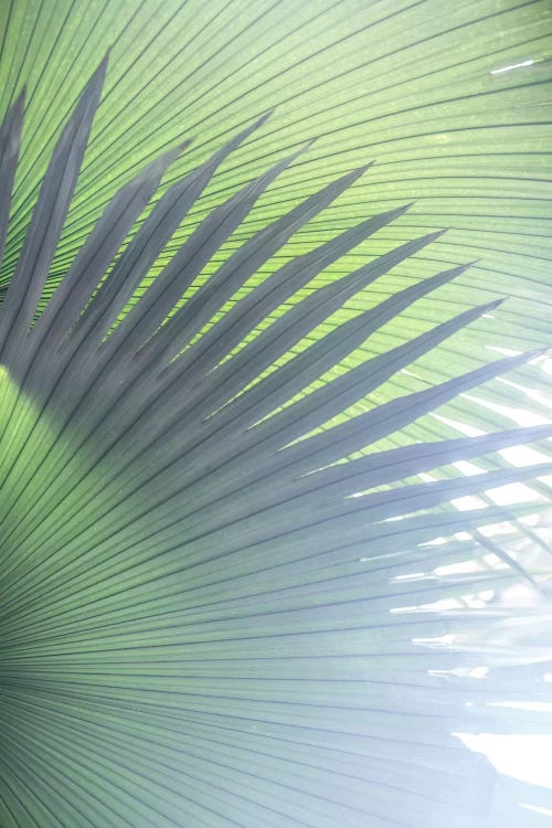 Palm Leaves V