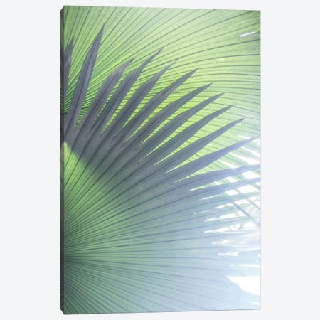Palm Leaves V Canvas Print #BOH110} by Mareike Böhmer Canvas Artwork