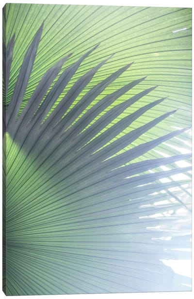 Palm Leaves V Canvas Art Print - Mareike Böhmer