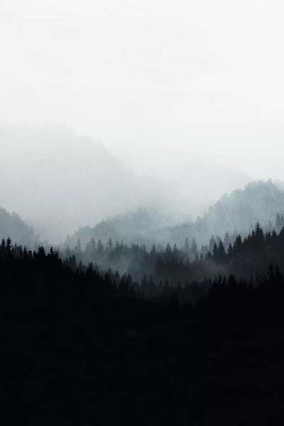 Evergreen Trees: Woods V.Y II by Mareike Böhmer