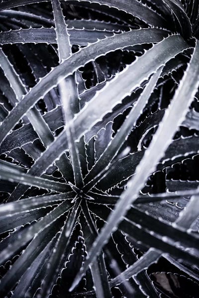 Cactus III by Mareike Böhmer framed wall art