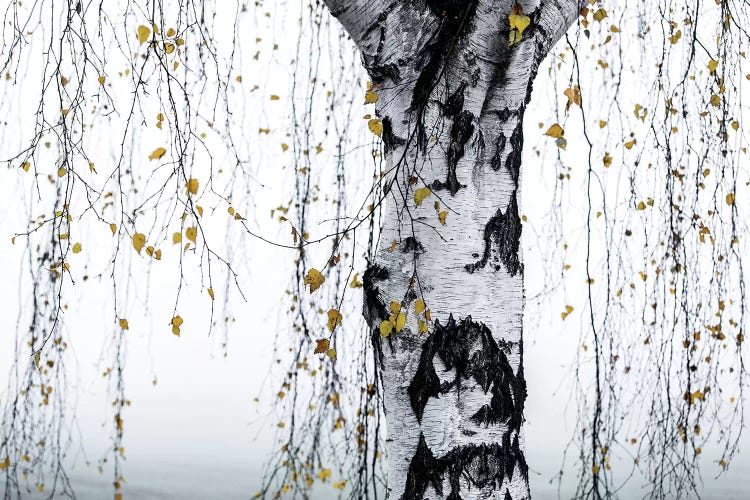 Birch Tree I by Mareike Böhmer wall art
