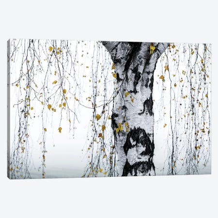Birch Tree I Canvas Print #BOH165} by Mareike Böhmer Canvas Artwork