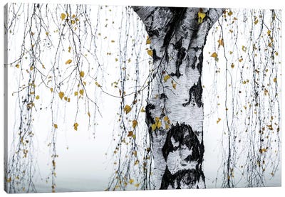 Birch Tree I Canvas Art Print - Tree Close-Up Art