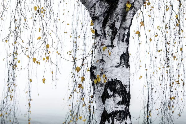 Birch Trees: Birch Tree I by Mareike Böhmer
