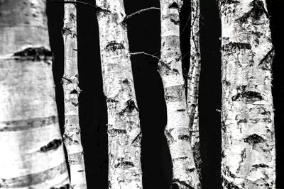 Birch Trees II by Mareike Böhmer framed wall art