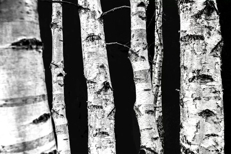 Birch Trees II