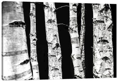 Birch Trees II Canvas Art Print - Mareike Böhmer