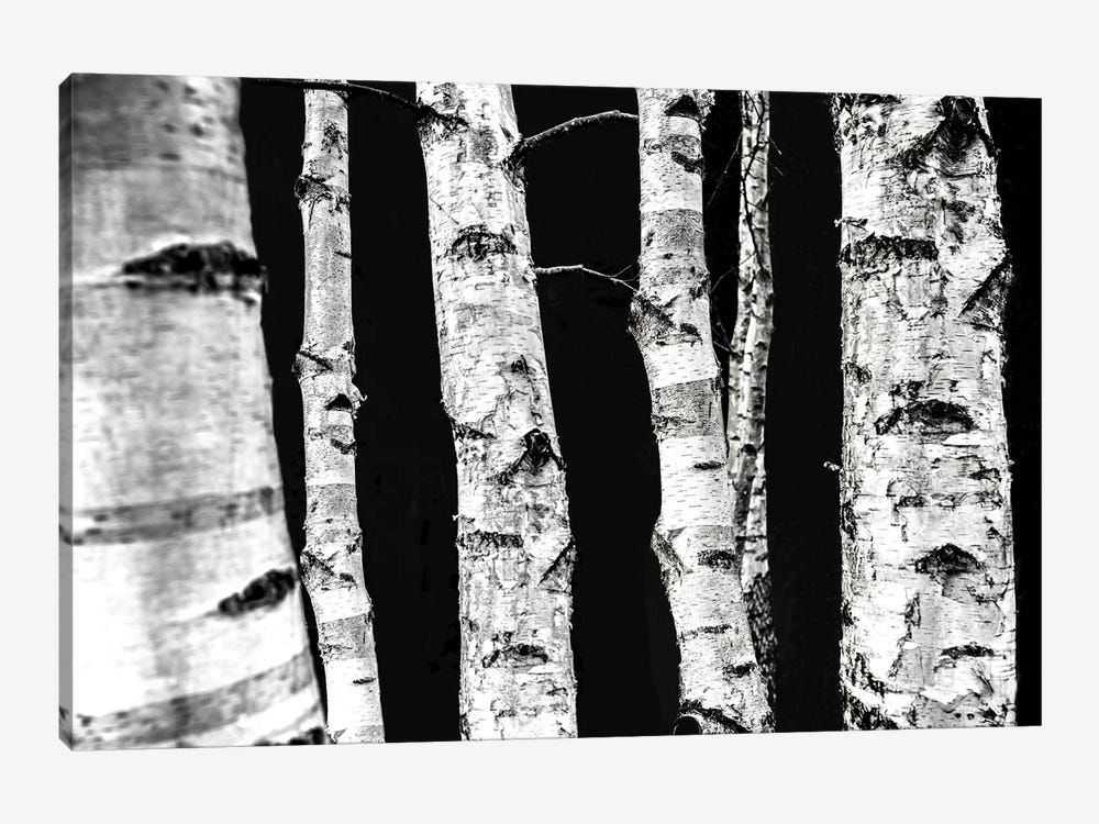 Birch Trees II by Mareike Böhmer 1-piece Art Print