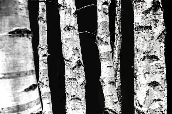 Birch Trees: Birch Trees II by Mareike Böhmer