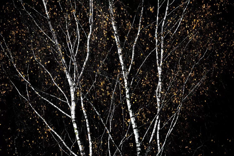 Birch Trees IV