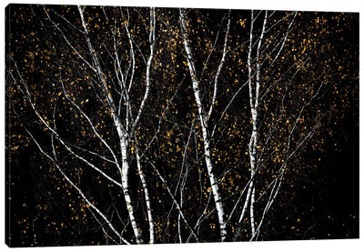 Birch Trees IV Canvas Art Print - Tree Close-Up Art