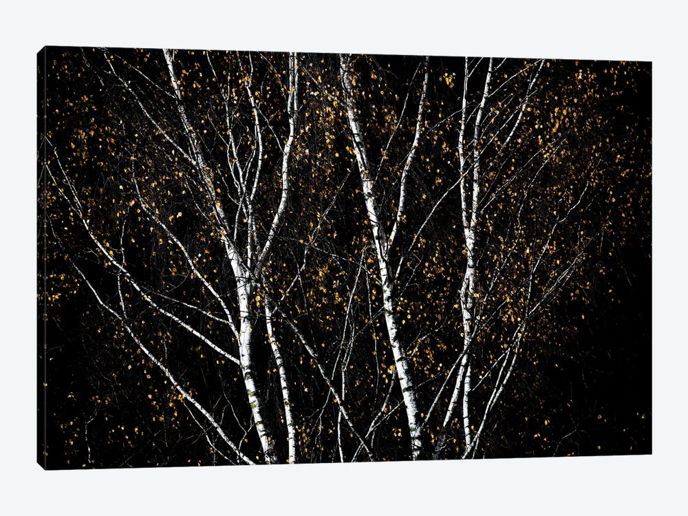 Birch Trees IV by Mareike Böhmer 1-piece Canvas Artwork