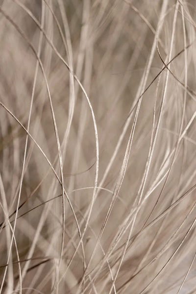 Minimalist Photography: Summer Grass III by Mareike Böhmer