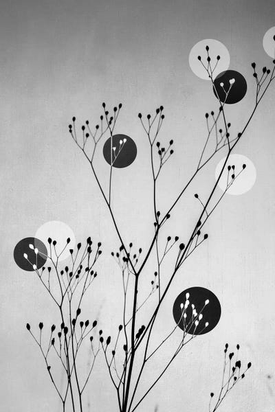 Large Black & White Art - Canvas Prints: Abstract Flowers III by Mareike Böhmer